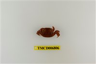 藏品(絨毛近方蟹)的圖片